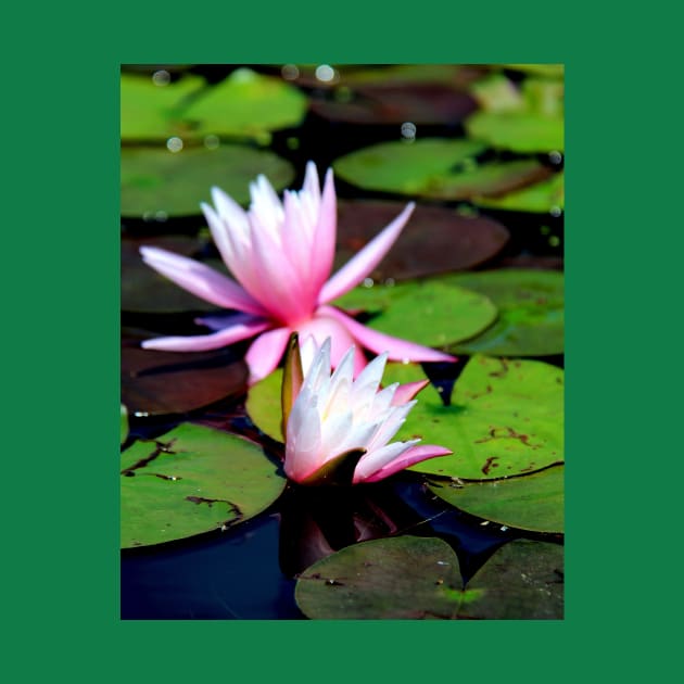 Water Lily by searchlight