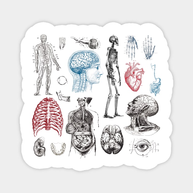 Anatomy Illustrations Vintage Pattern Magnet by alinabeska