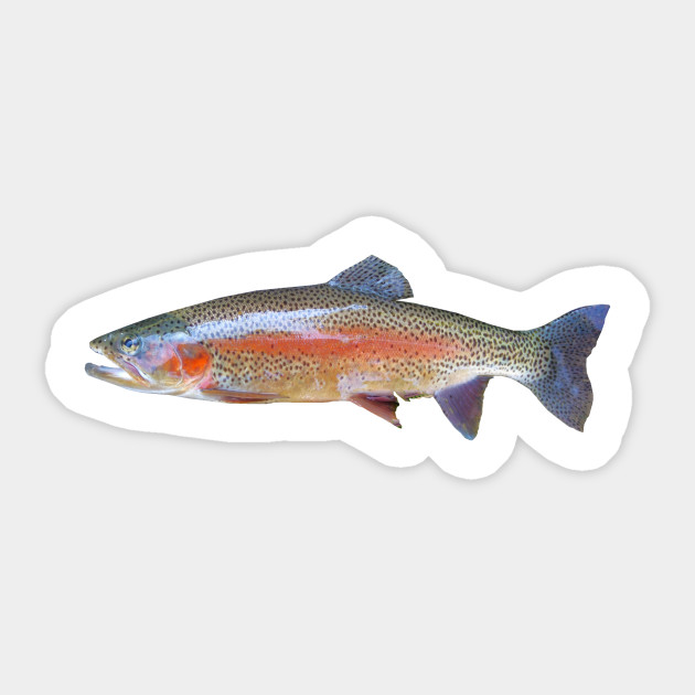 Rainbow Trout - Trout - Sticker