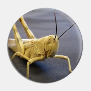 Grasshopper Pin