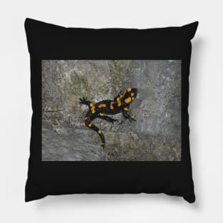 Fire Salamander on Rock Pillow