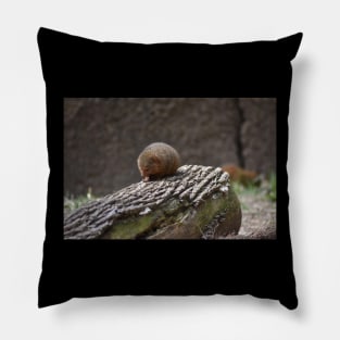 Mongoose Pillow