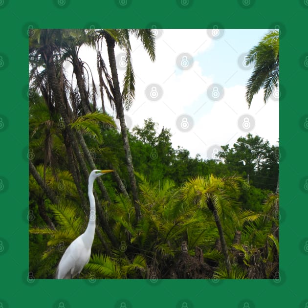 The Great Egret by Astrablink7