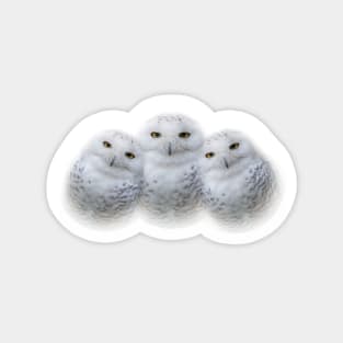 Mother Snowy Owl & Owlets Magnet