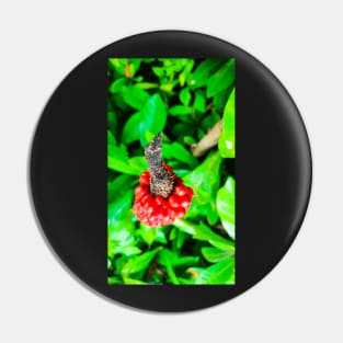 Red peppercorn with bird beak Pin