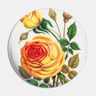 Sunset Rose Lithograph (1900) Pin