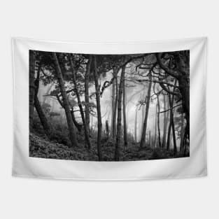 Fog In Scenic Forest At Point Reyes National Seashore Tapestry