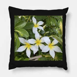 Plumeria Flowers Pillow