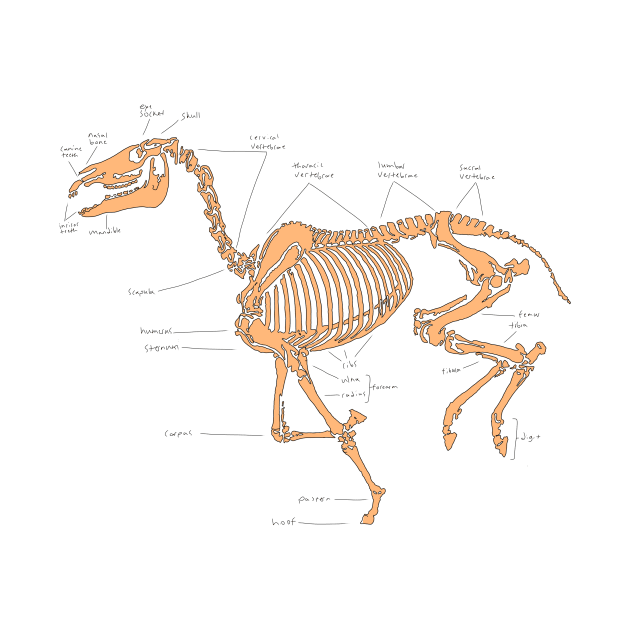 Skeleton horse anatomical sketch (tan) by RavenRarities