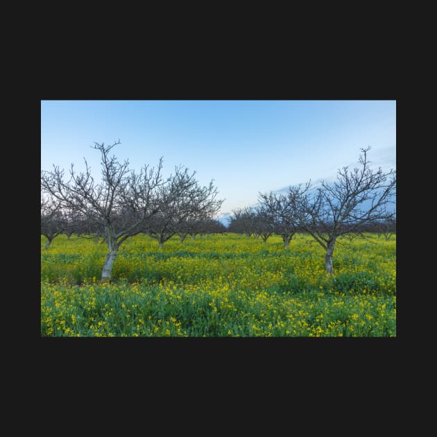 Mustard Field by jvnimages