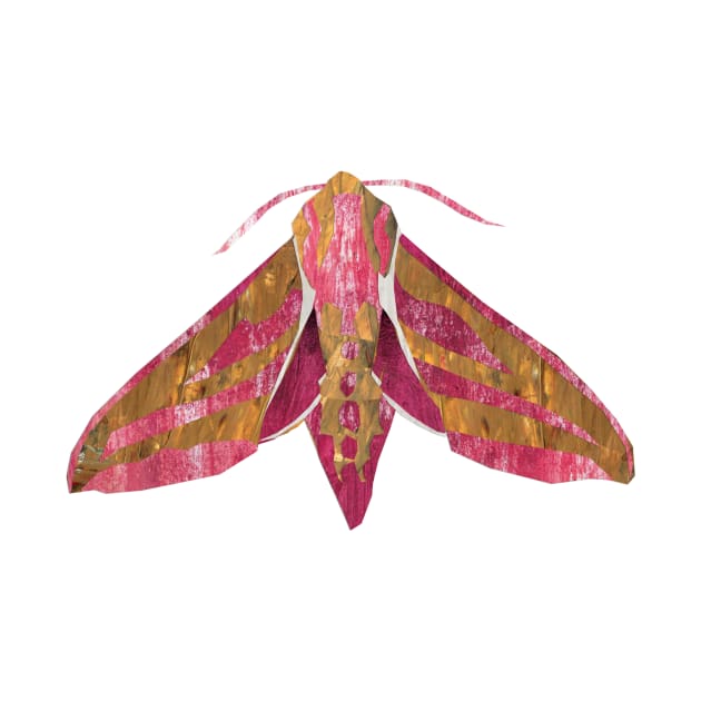 Elephant Hawk Moth by Babban Gaelg