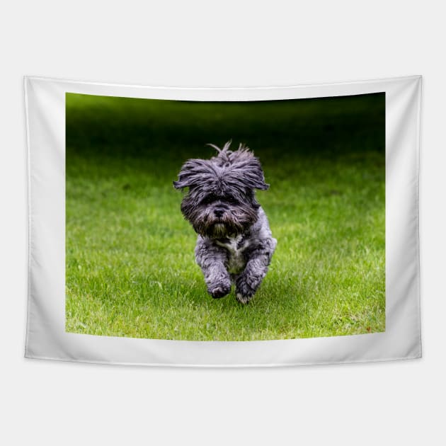 Rosie the Shih Tzu running Tapestry by captureasecond