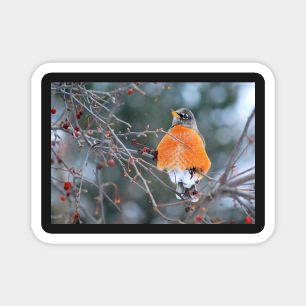 Robin in Winter #3 Magnet by LaurieMinor