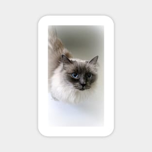 Ragdoll Lou Magnet