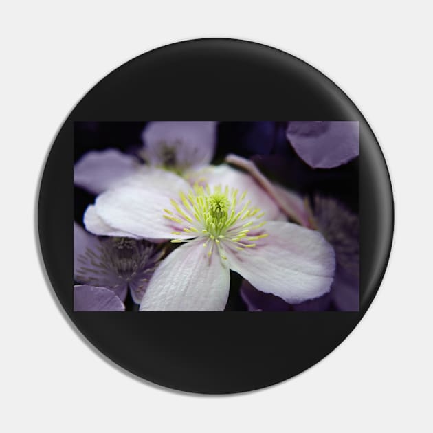 Pink Clematis flower Pin by InspiraImage