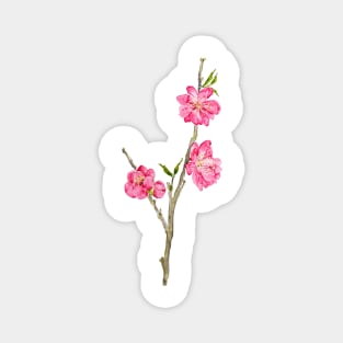 pink peach flowers Magnet