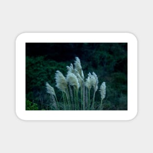 alb pampas grass Magnet