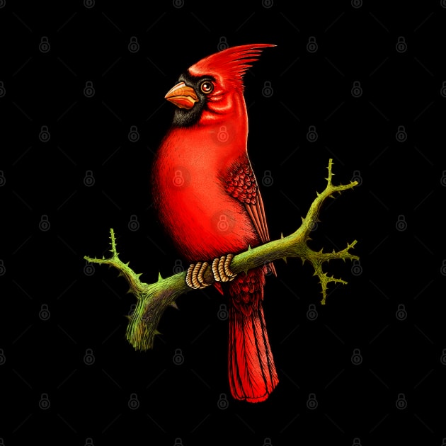 Red Cardinal bird cute cardinal cardinal lover by Artardishop