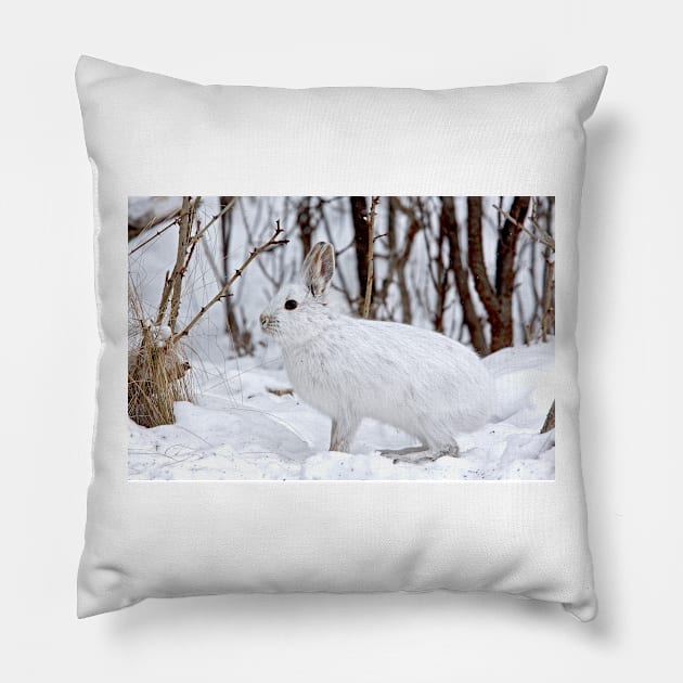 Snowshoe Hare Pillow by Jim Cumming
