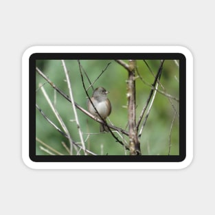 Junco Magnet