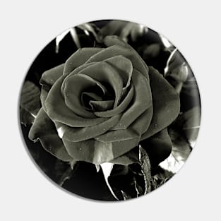 Roses Outside the Store in Black and White 2 Pin