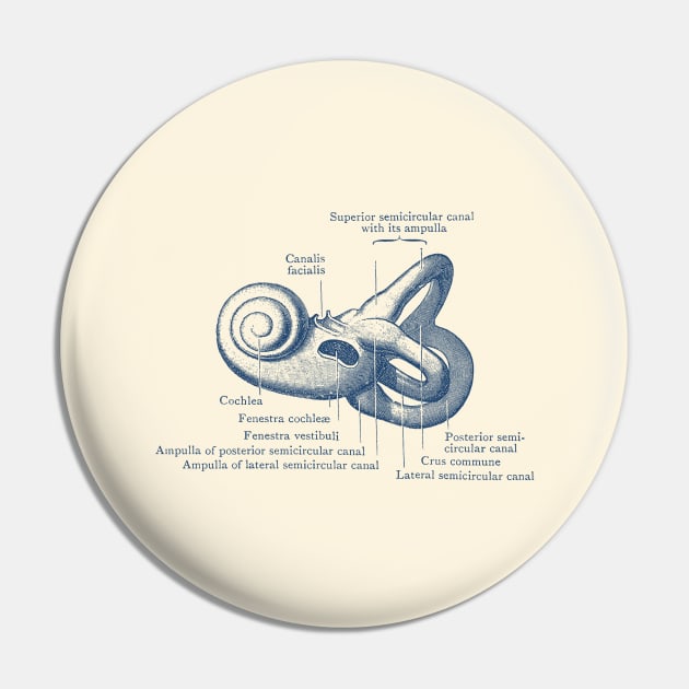 Inner Ear Anatomy Diagram Pin by Vintage Anatomy Prints