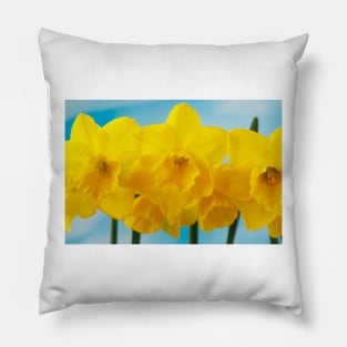 Narcissus  &#39;Quail&#39;  AGM   Division 7  Jonquilla  Daffodil Pillow