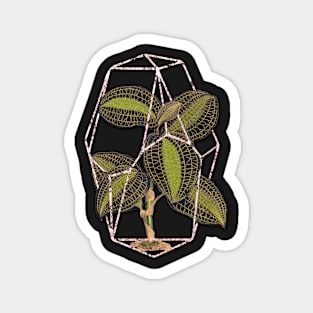 Jewel orchid Geometric terrarium Magnet