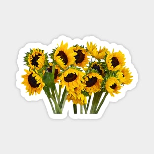 Sunflowers - Crowd of Sunflowers Magnet