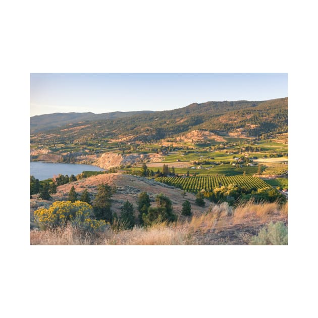 Summer Vineyards in the Okanagan Valley by Amy-K-Mitchell