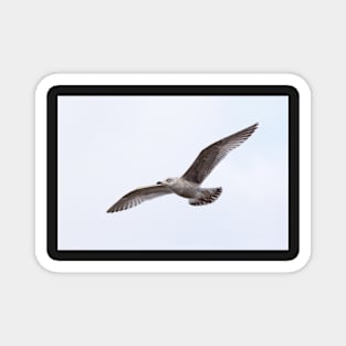 Gull wings Magnet