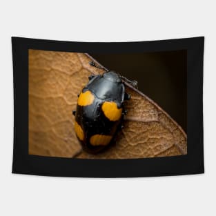 Unique and organic photo of a beautiful fungus beetle Tapestry