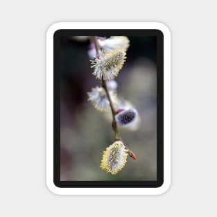 Bursting Buds Bowing in the Back Garden Magnet