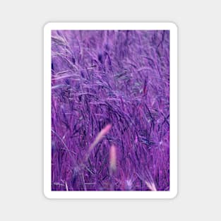 purple grass Magnet