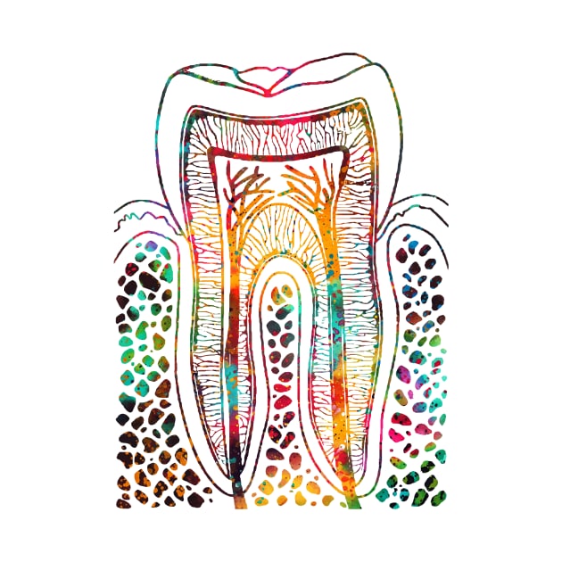 Tooth Structure by erzebeth