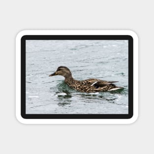 Female Mallard Duck Magnet