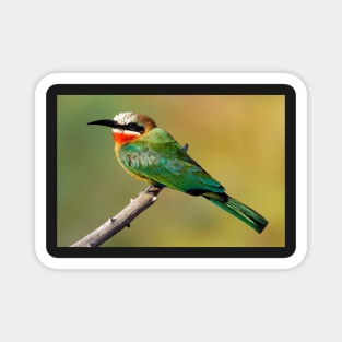 Whitefronted Bee-eater Perching Magnet