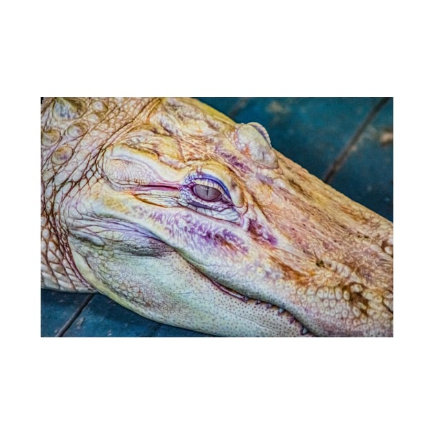 Face of a albino alligator by KensLensDesigns