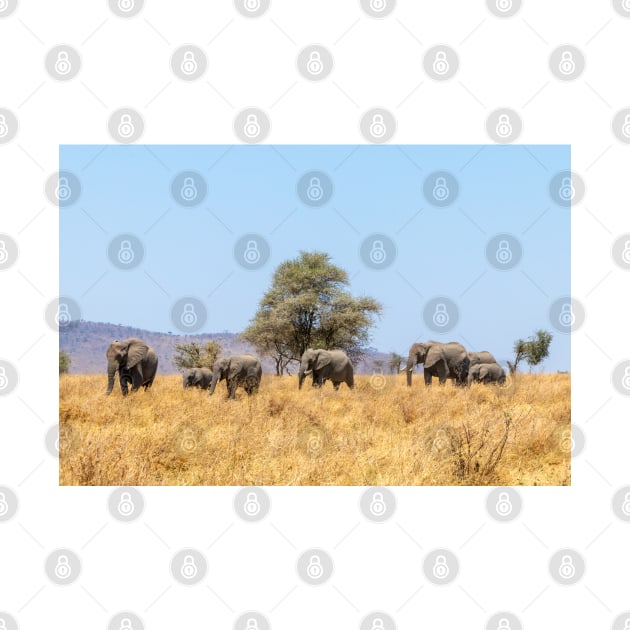 Elephant herd walking through the Serengeti, Tanzania, Africa Safari by SafariByMarisa