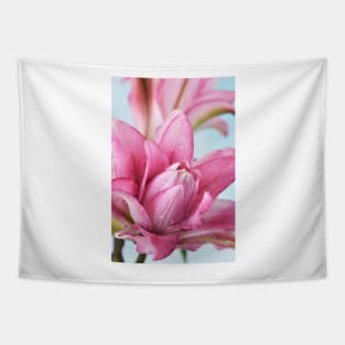 Lilium  Roselily Isabella  Double Oriental hybrid Lily Tapestry