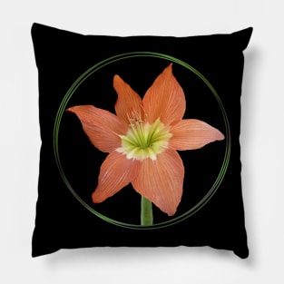 Amaryllis-flower - Flower in Kenya / Africa Pillow