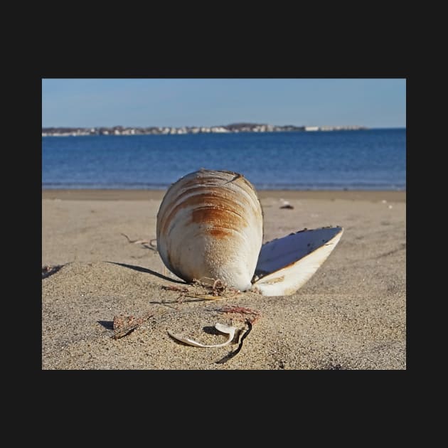 Revere Beach Clam Shell Back Revere MA by WayneOxfordPh