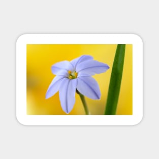 Ipheion  &#39;Rolf Fiedler&#39;  AGM  Spring starflower Magnet