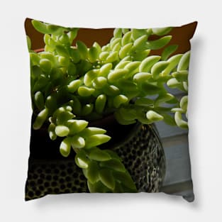 Succulent in Ceramic Pot Pillow