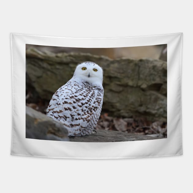 Snowy Owl Tapestry by Jim Cumming