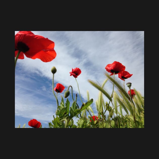 Coquelicots dans le ciel breton by rollier