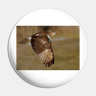 Red-tailed Hawk Pin