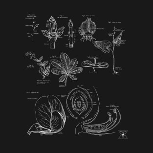 Detailed Plant Illustration Shirt | Botanical Study of Flowers and Plants | For Nature Nerds and Garden Geeks T-Shirt