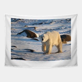 Polar Bear on the Tundra, Churchill, Canada Tapestry