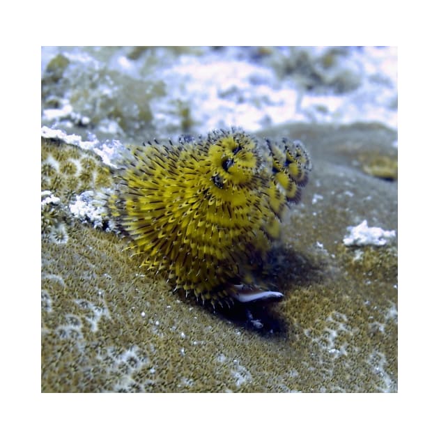 Yellow Christmas Tree Worm by Scubagirlamy